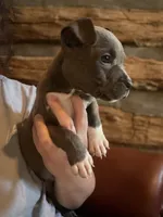 Tito, a male American Bully for sale in Springfield, MO – 1 of 4