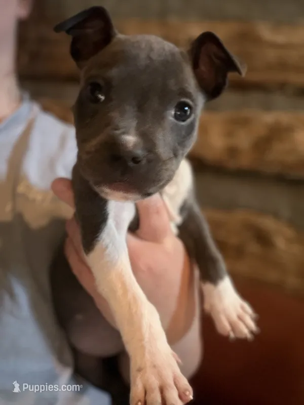 Taraji – American Bully puppy for sale in Springfield, MO