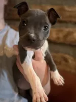 Taraji, a female American Bully for sale in Springfield, MO – 1 of 5