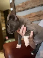 Tito, a male American Bully for sale in Springfield, MO – 2 of 4