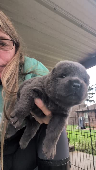 AKC Registerable Male 1, a male Chow Chow for sale in Harvest, AL – 3 of 4