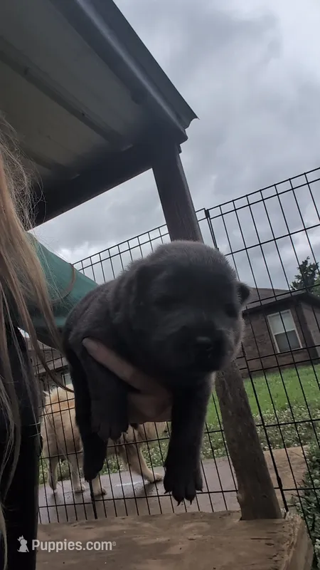 AKC Registerable Male 2 – Chow Chow puppy for sale in Harvest, AL