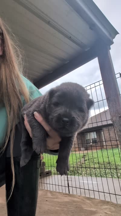 AKC Registerable Male 2, a male Chow Chow for sale in Harvest, AL – 3 of 4