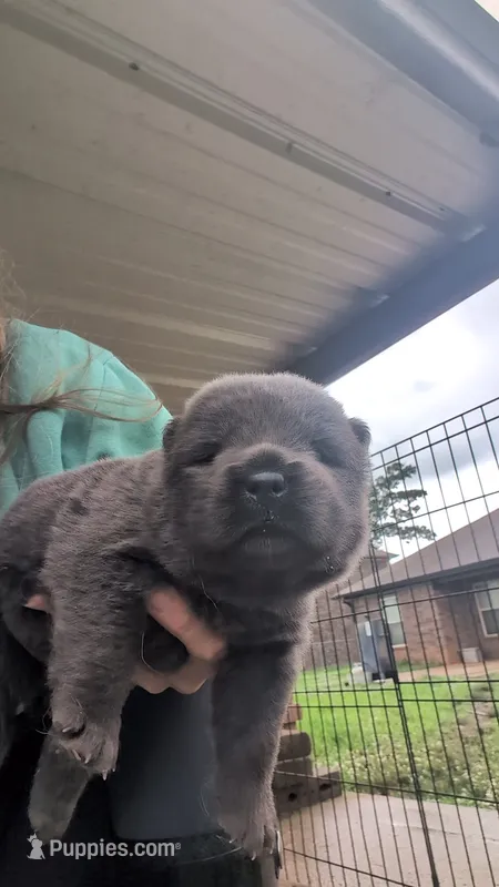 AKC Registerable Male 1 – Chow Chow puppy for sale in Harvest, AL