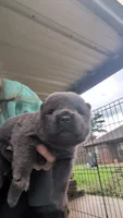 AKC Registerable Male 1, a male Chow Chow for sale in Harvest, AL – 1 of 4