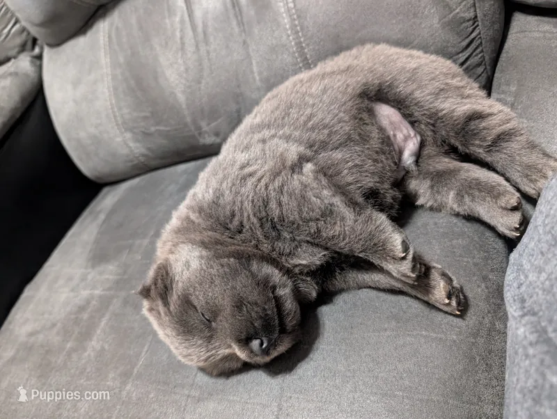 AKC Registerable Male 2 – Chow Chow puppy for sale in Harvest, AL