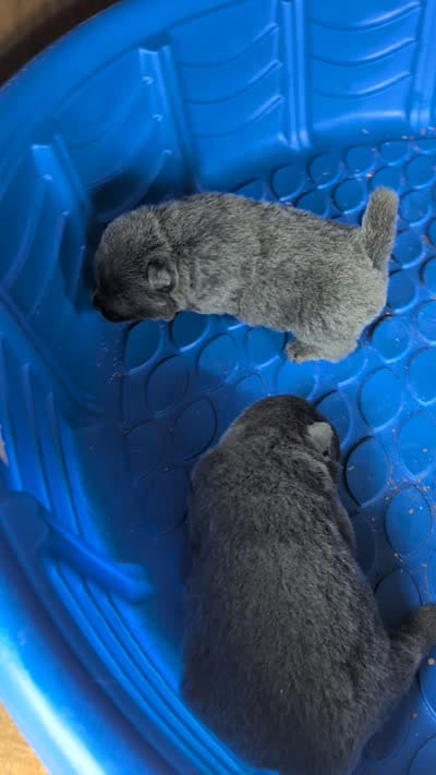 AKC Registerable Male 2, a male Chow Chow for sale in Harvest, AL – 4 of 4