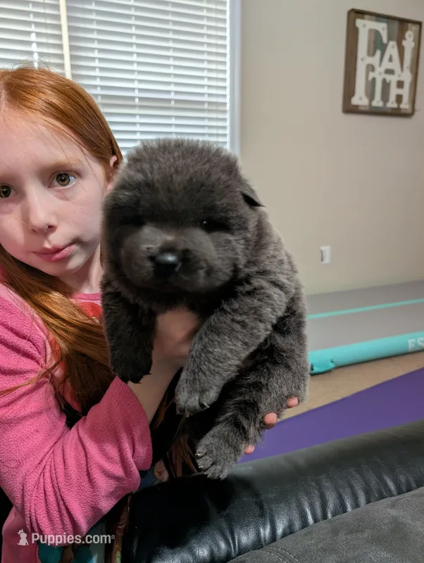 AKC Registerable Male 1 – Chow Chow puppy for sale in Harvest, AL