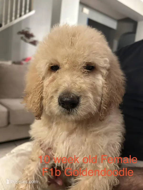 Goldendoodle  – Goldendoodle puppy for sale in Orlando, FL