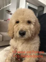 Goldendoodle , a female Goldendoodle for sale in Orlando, FL – Photo 1 of 3