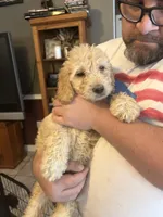 Goldendoodle , a female Goldendoodle for sale in Orlando, FL – Photo 3 of 3