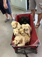 F1b Goldendoodle , a male Goldendoodle for sale in Orlando, FL – Photo 5 of 5