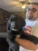 F1b Goldendoodle , a male Goldendoodle for sale in Orlando, FL – Photo 3 of 5