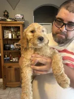 F1b Goldendoodle , a male Goldendoodle for sale in Orlando, FL – Photo 4 of 5