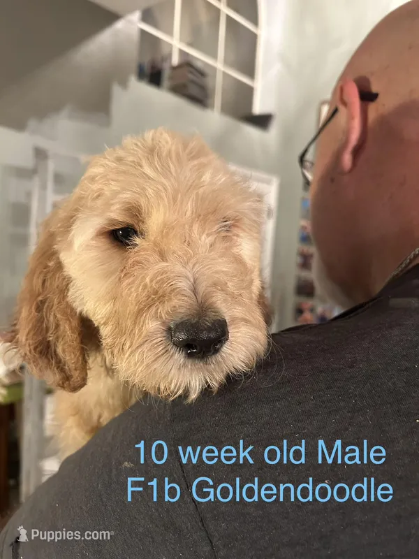 F1b Goldendoodle  – Goldendoodle puppy for sale in Orlando, FL