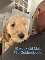 F1b Goldendoodle , a male Goldendoodle for sale in Orlando, FL – Photo 1 of 5
