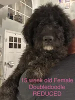 Brindle female Golden St Berdoodle, a female Double Doodle for sale in Orlando, FL – 1 of 2