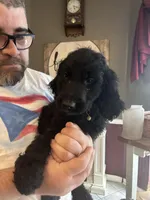 Black Goldendoodle , a male Goldendoodle for sale in Orlando, FL – Photo 2 of 3