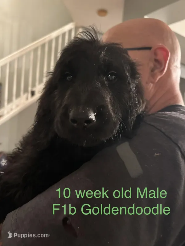 Black Goldendoodle  – Goldendoodle puppy for sale in Orlando, FL