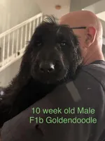 Black Goldendoodle , a male Goldendoodle for sale in Orlando, FL – Photo 1 of 3