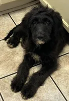 Golden St Berdoodle , a female Double Doodle for sale in Orlando, FL – 2 of 3