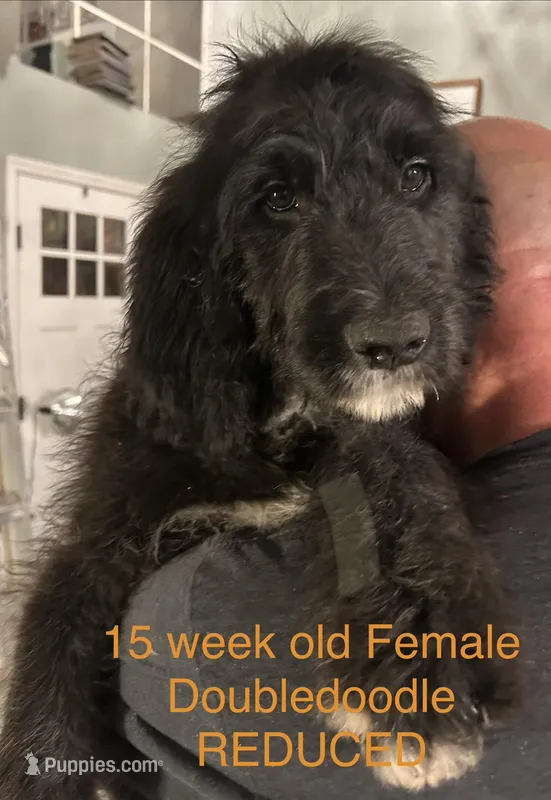 Golden St Berdoodle  – Double Doodle puppy for sale in Orlando, FL