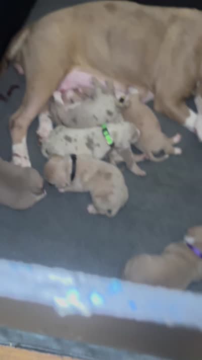 Facility video