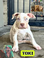 TOKI, a female American Bully for sale in Bakersfield, CA – 1 of 5