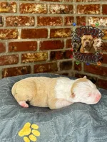 OTAMA, a female American Bully for sale in Bakersfield, CA – 4 of 5