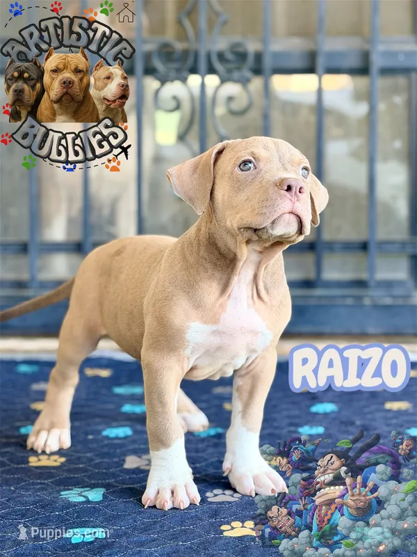 RAIZO – American Bully puppy for sale in Bakersfield, CA