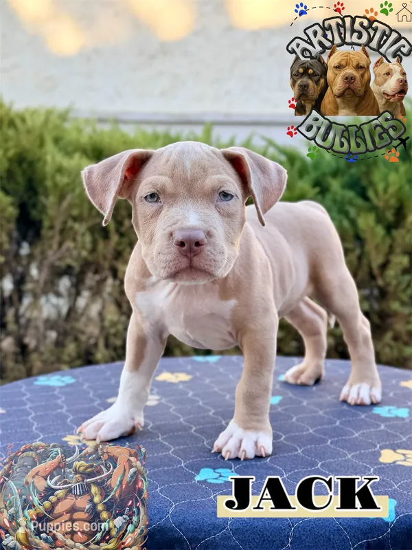 JACK – American Bully puppy for sale in Bakersfield, CA