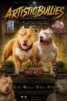 KING, a male American Bully for sale in Bakersfield, CA – 5 of 5