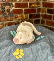 PEDRO, a male American Bully for sale in Bakersfield, CA – 4 of 5