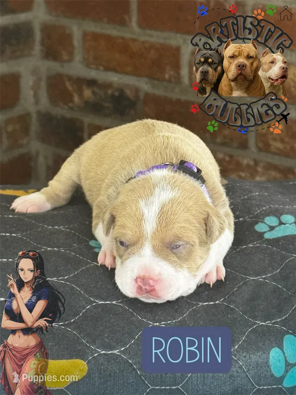 ROBIN – American Bully puppy for sale in Bakersfield, CA