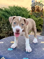 ROBIN, a female American Bully for sale in Bakersfield, CA – 2 of 5