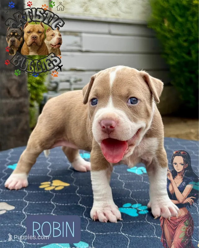 ROBIN – American Bully puppy for sale in Bakersfield, CA