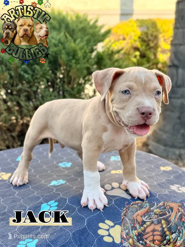 JACK – American Bully puppy for sale in Bakersfield, CA