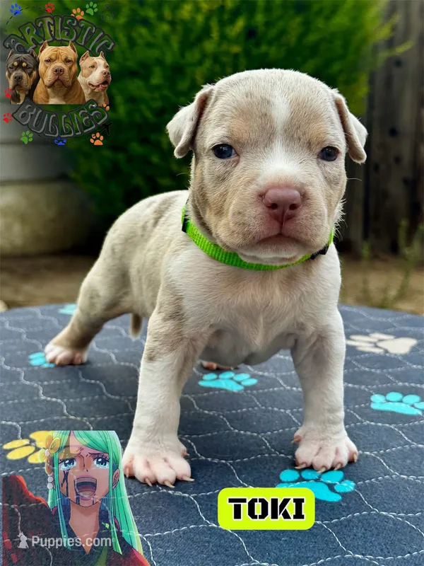 TOKI – American Bully puppy for sale in Bakersfield, CA