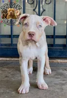 TOKI, a female American Bully for sale in Bakersfield, CA – 2 of 5