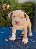 JACK, a male American Bully for sale in Bakersfield, CA – 4 of 5
