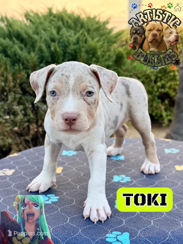 TOKI – American Bully puppy for sale in Bakersfield, CA