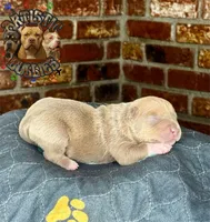 RAIZO, a male American Bully for sale in Bakersfield, CA – 2 of 5
