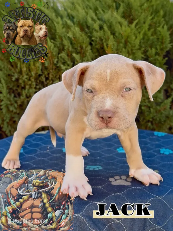 JACK – American Bully puppy for sale in Bakersfield, CA