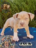JACK, a male American Bully for sale in Bakersfield, CA – 1 of 5