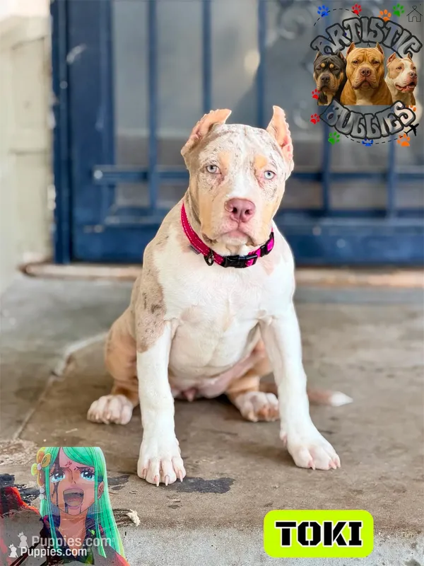TOKI – American Bully puppy for sale in Bakersfield, CA