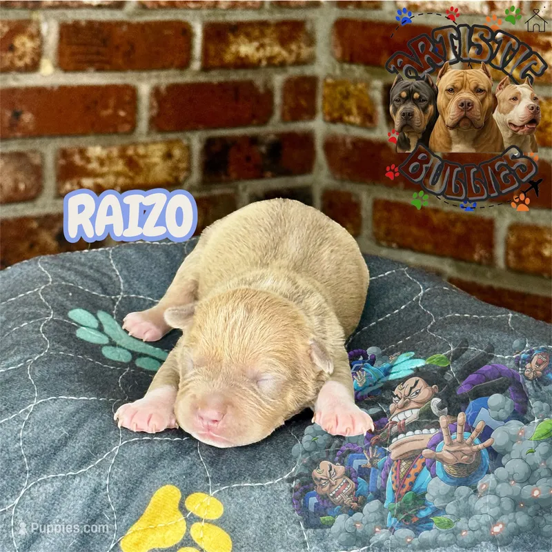 RAIZO – American Bully puppy for sale in Bakersfield, CA