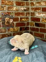 RAIZO, a male American Bully for sale in Bakersfield, CA – 4 of 5