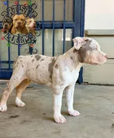 TOKI, a female American Bully for sale in Bakersfield, CA – 4 of 5