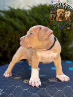 JACK, a male American Bully for sale in Bakersfield, CA – 2 of 5