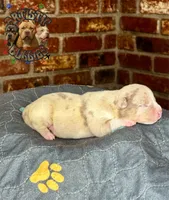 TOKI, a female American Bully for sale in Bakersfield, CA – 3 of 5